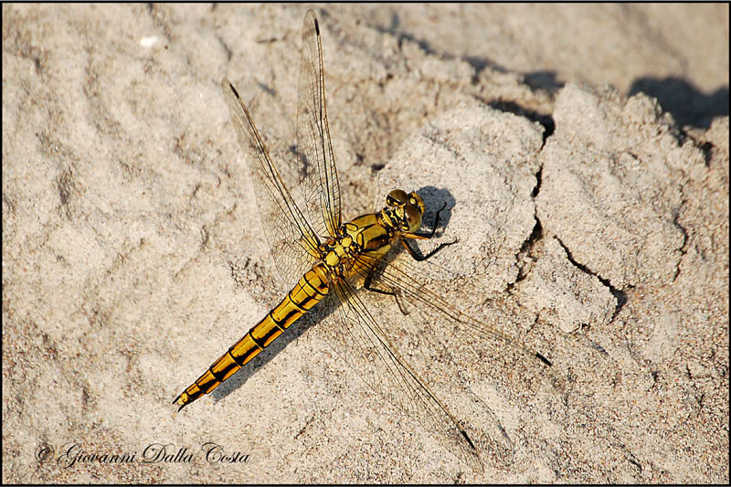 Orthetrum cancellatum femmina